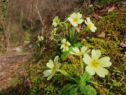 25 Il sentiero nel primo tratto pianeggiante è adornato da primule in fiore